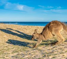 Австралия и Нова Зеландия от София - 2026