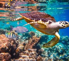 Настаняване по програма Златният триъгълник на Индия с Мумбай, Шри Ланка и почивка на Малдиви 2026