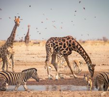 ЮЖНА АФРИКА – УНИКАЛНА ПРИРОДА