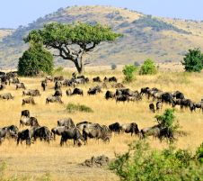 Най-доброто от Кения и Танзания с водач от България