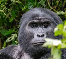 Екскурзия в УГАНДА -  Най-доброто класическо сафари и  среща с дивите горили!