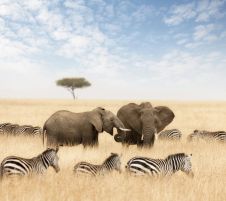 Екскурзия в КЕНИЯ - класическо сафари и почивка на Диани бийч