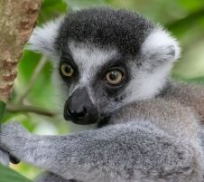 Екскурзия КЛАСИЧЕСКИЯТ ЮГ НА О-В МАДАГАСКАР с водач от България при минимум 12 туристи !