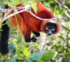 Екскурзия в МАДАГАСКАР - Земя на контрасти - лемури, китове и плажове