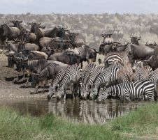 Екскурзия до ТАНЗАНИЯ със ЗАНЗИБАР: несравним сафари спектакъл и прекрасна почивка - с водач от България!