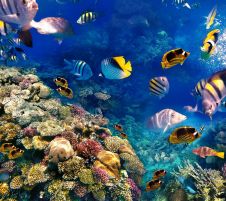 Почивка в ЕГИПЕТ - ШАРМ ЕЛ ШЕЙХ - Специална ваканционна програма за всички възрасти!