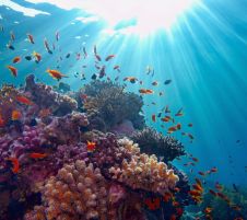 Почивка в ЕГИПЕТ - ШАРМ ЕЛ ШЕЙХ - 8 дни, с полет на Wizz Air!