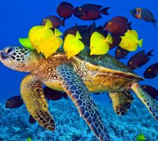 Великден в Шарм ел Шейх, Египет със самолет от Варна - 7 нощувки